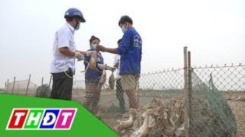 Chủ động phòng bệnh cúm cho đàn vịt chạy đồng