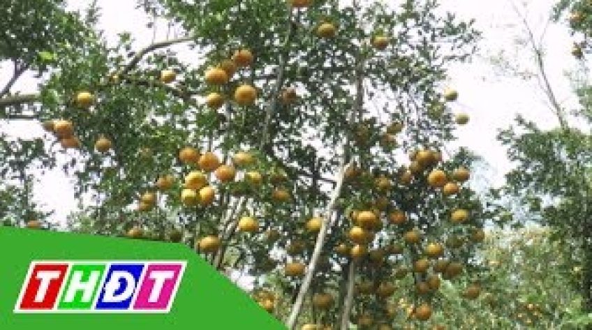 Nhiều vườn quýt hồng vẫn mở cửa đến rằm tháng Giêng