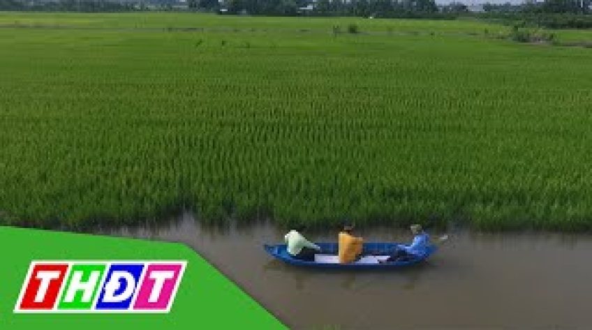 Tiếp sức cùng nông dân - 05/5/2020 - Kỳ 7: Thăm cơ sở sản xuất lúa giống đặc sản