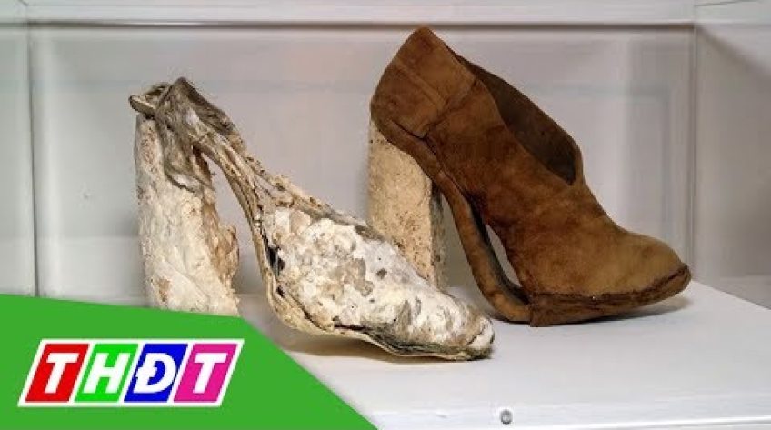 Triển lãm nghệ thuật về Nấm tại Anh