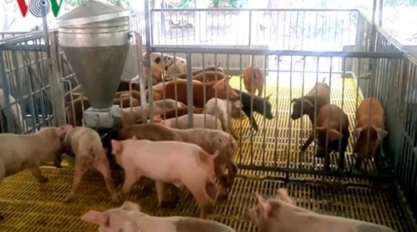 Thương lái tranh nhau mua heo, người chăn nuôi vẫn lo lắng