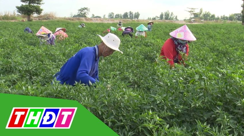 Nông dân huyện Hồng Ngự vào mùa thu hoạch ớt