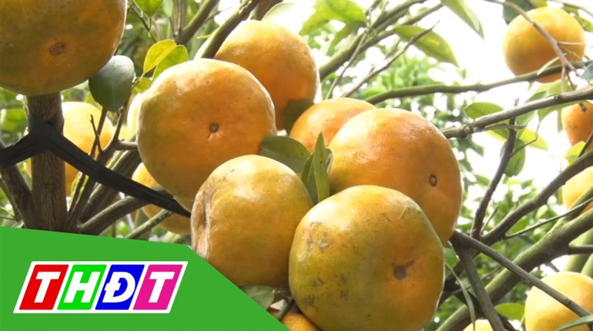 Các điểm tham quan vườn quýt ở Lai Vung vắng khách do ảnh hưởng Covid-19