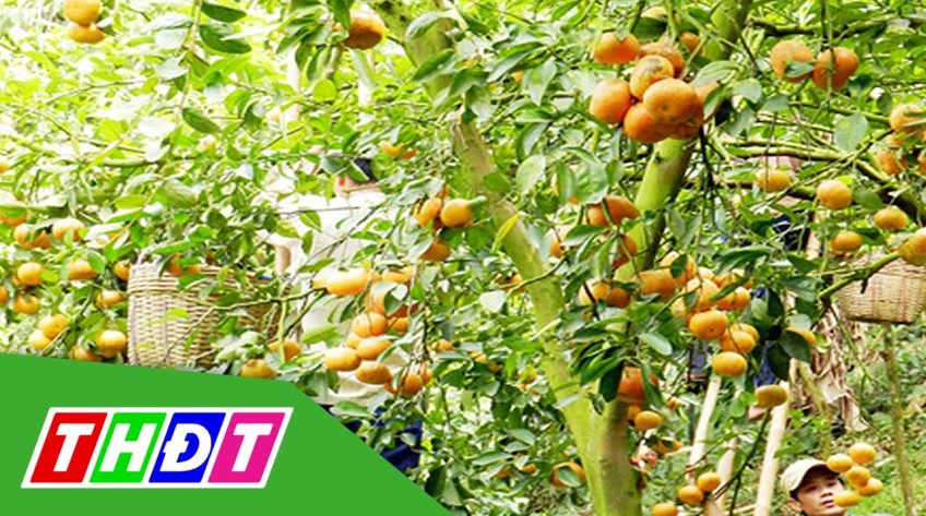 Quýt hồng núi Cấm cháy hàng cận Tết