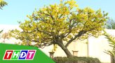 OCOP Đồng Tháp - 21/02/2021: Sản phẩm gạo từ HTX Bình Thạnh Trung