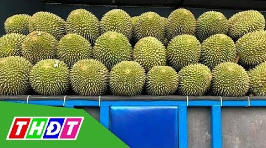 Sầu riêng trái vụ rớt giá mạnh