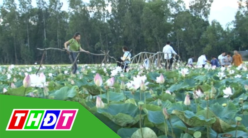 Sen đầu nguồn miền Tây bắt đầu nở rộ