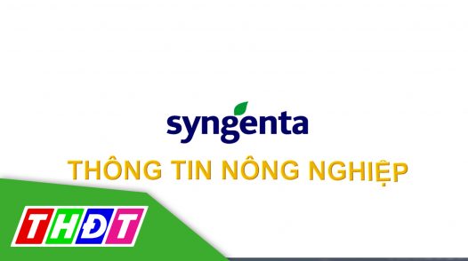 Syngenta - Thông tin nông nghiệp - 05/7/2024: Quản lý sâu cuốn lá