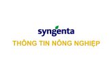 Syngenta Thông tin nông nghiệp - 30/11/2025: Incipio sâu chết, lúa xanh
