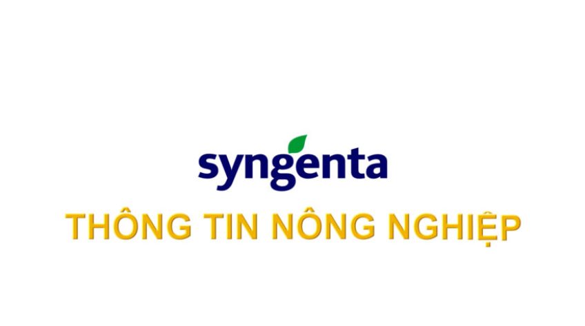 Syngenta Thông tin nông nghiệp - 30/11/2025: Incipio sâu chết, lúa xanh