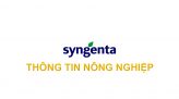 Syngenta thông tin nông nghiệp - 19/5/2024: Quản lý bệnh hại lúa giai đoạn đòng 1mm