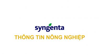 Syngenta thông tin nông nghiệp - 03/12/2023: Quản lý hiệu quả sâu cuốn lá