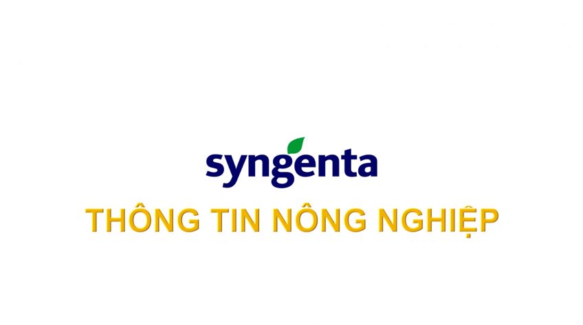 Syngenta thông tin nông nghiệp - 19/11/2023: Quản lý bệnh hại giai đoạn đòng trổ