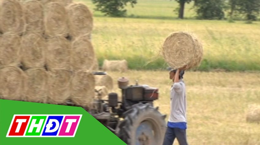 Phấn khởi phụ thu từ rơm ra vụ Đông Xuân