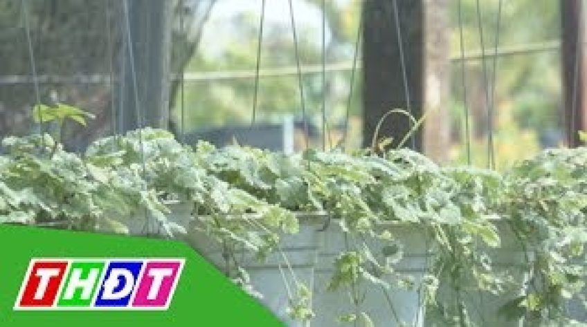 Thú vị cây rau má cẩm thạch hương bạc hà