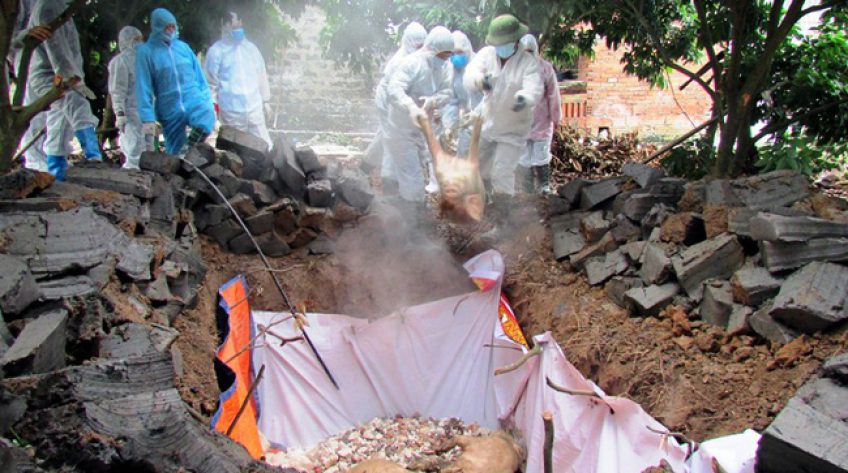 Thành lập Ban Chỉ đạo quốc gia phòng, chống dịch tả lợn châu Phi