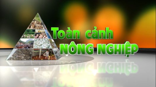 Toàn cảnh nông nghiệp - 13/11/2025: Phú Thọ hướng tới nên nông nghiệp thân thiện với môi trường