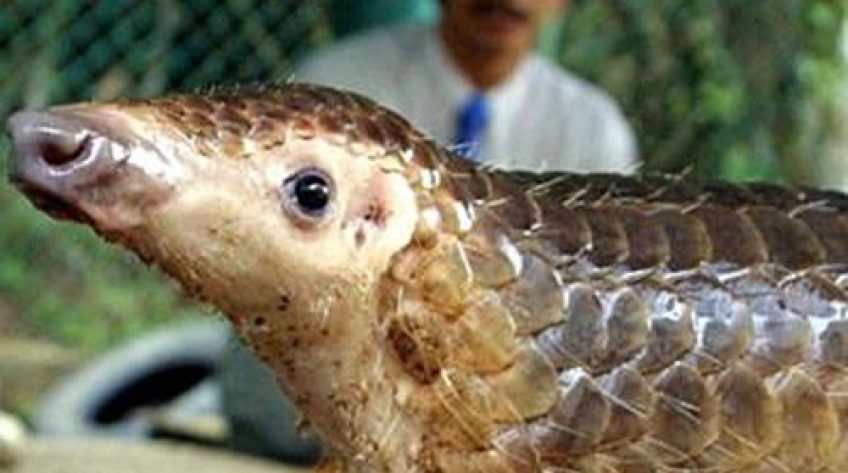 Tê tê được cho là vật chủ trung gian truyền nhiễm virus corona mới