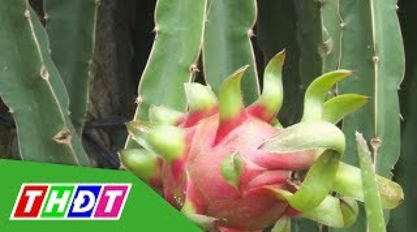 Giá thanh long ruột đỏ tăng mạnh
