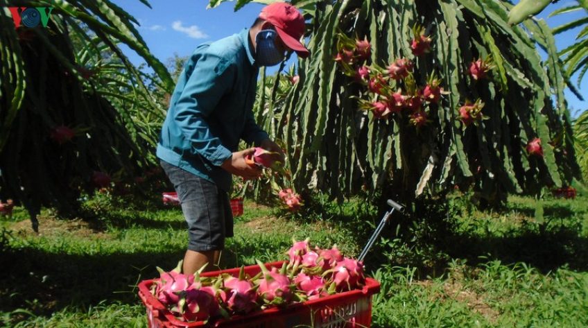 Giá thanh long Bình Thuận tăng gấp ba lần chỉ sau 3 ngày