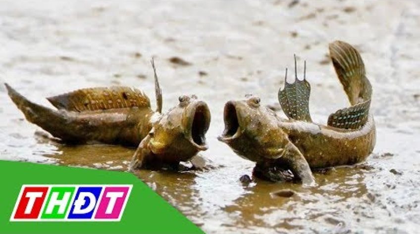 Cà Mau nghiên cứu bảo tồn và phát triển cá thòi lòi