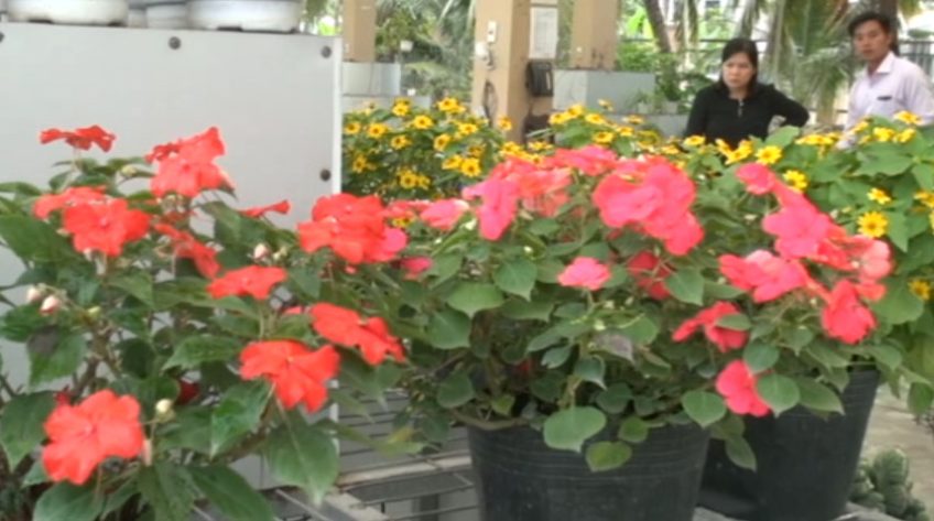 Hội thảo trình diễn các giống hoa kiểng năm 2019