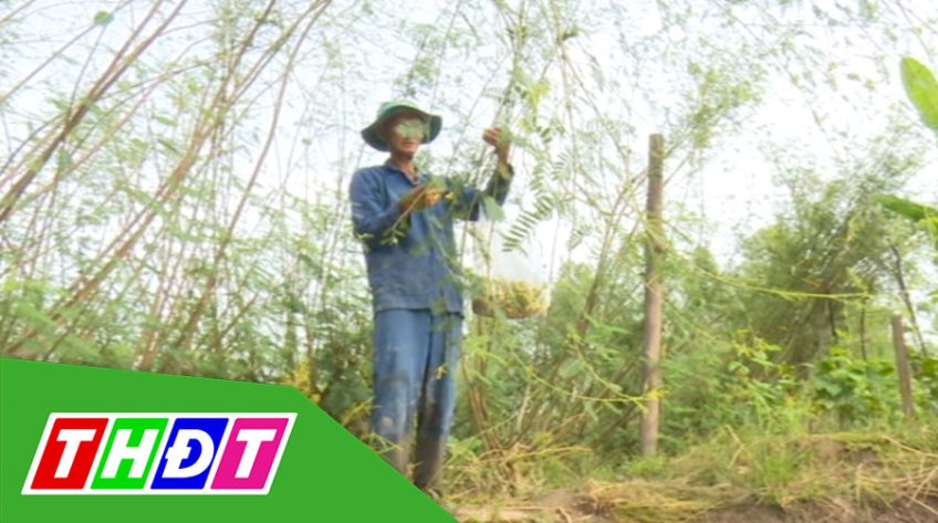 Điên điển nghịch mùa bán giá cao