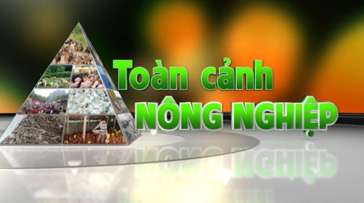 Toàn cảnh nông nghiệp - 07/11/2025: Từ vườn rau nhỏ đến giấc mơ lớn