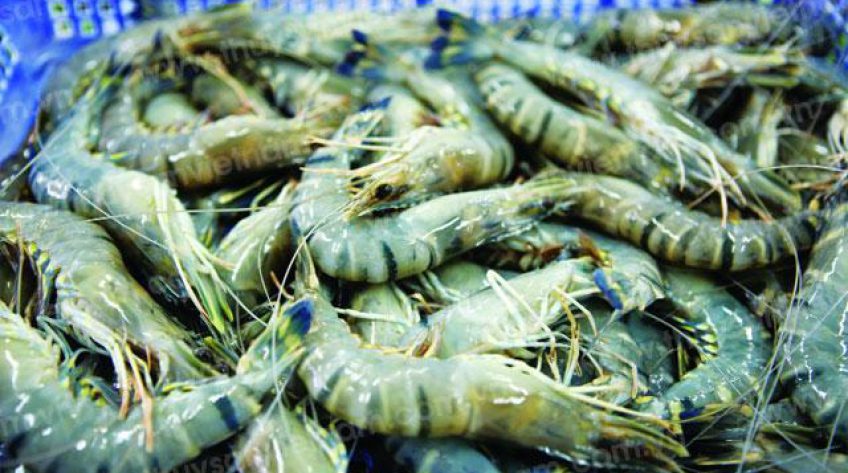 Xuất khẩu tôm kỳ vọng bứt phá trong những tháng cuối năm