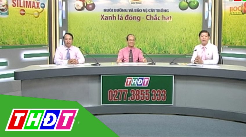 Tư vấn khuyến nông - 15/02/2019: Xanh lá đòng - chắc hạt