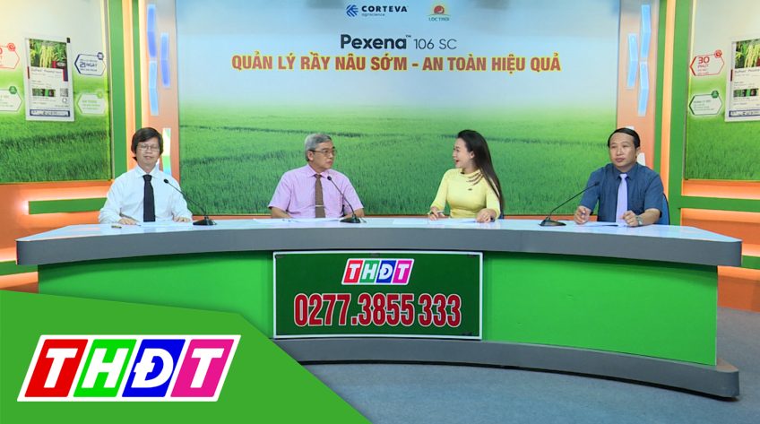 Tư vấn Khuyến nông - 14/12/2020: Quản lý rầy nâu sớm - An toàn hiệu quả