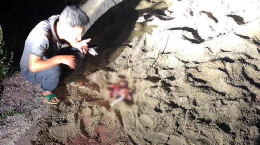 Bé trai 7 tuổi bị đàn chó tấn công ở Hưng Yên đã tử vong