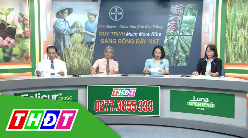 Khuyến nông - 28/9/2020 - Quản lý bệnh lem lép hạt Quy trình Much More Rice