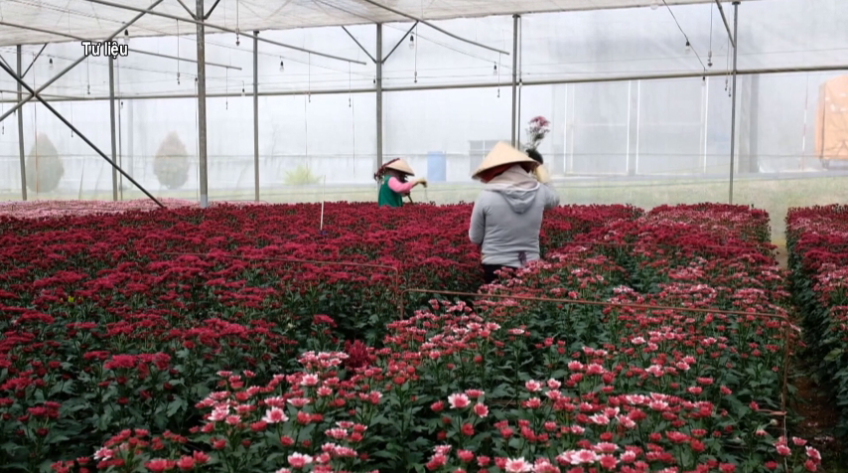 Nhà vườn Lâm Đồng điêu đứng vì hạn chế tặng hoa ngày khai giảng