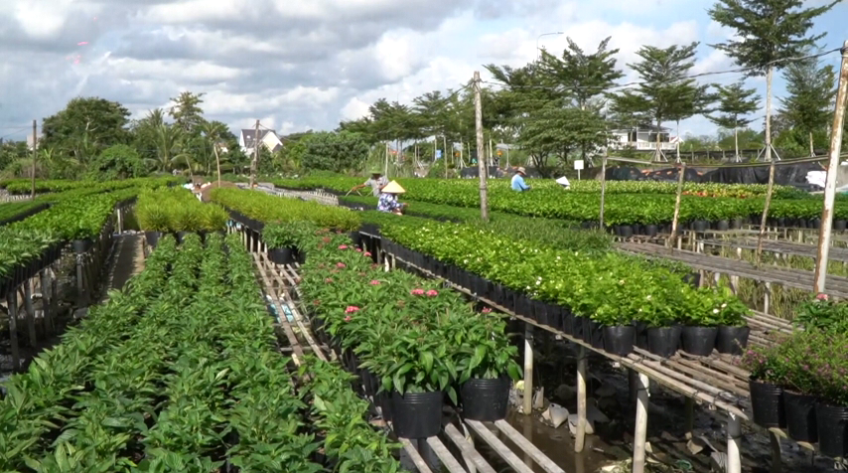 Làng hoa Sa Đéc bước vào vụ mùa sản xuất cuối năm