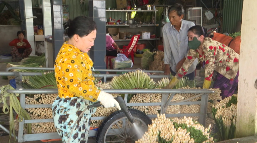 Cây sả Tân Phú Đông vươn mình ra thế giới