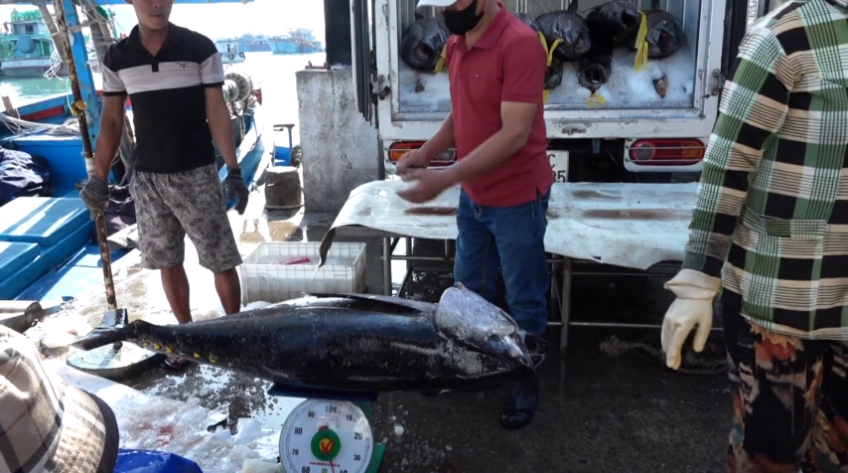 Xuất khẩu cá ngừ Việt Nam sang Mỹ giảm mạnh vì thuế quan