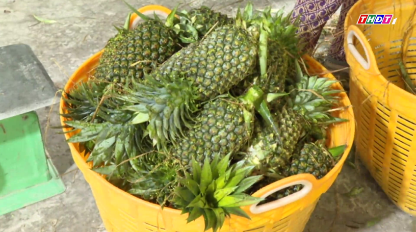 Mùa mưa nhưng giá khóm vẫn ở mức cao