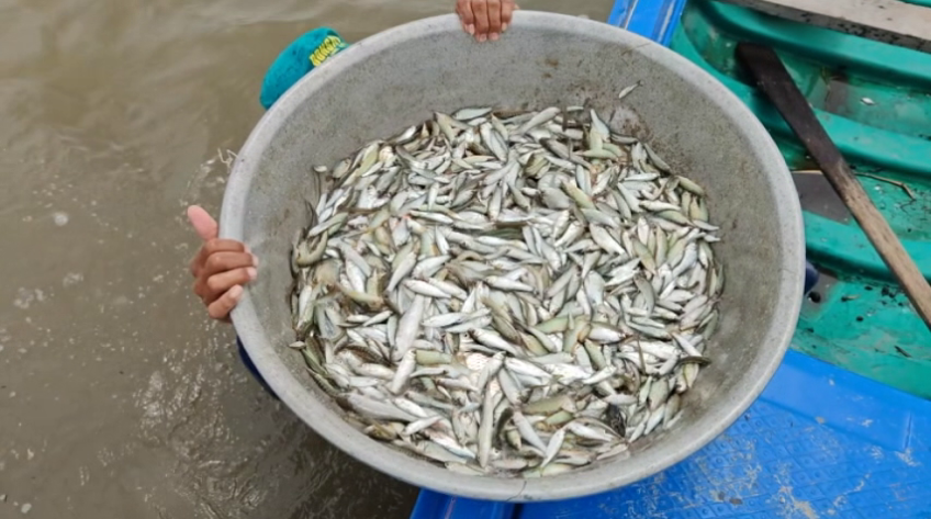 Các tổ trữ cá cộng đồng thu hoạch 