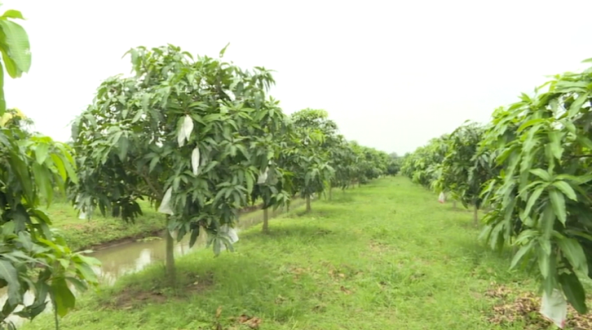 Từ đất lúa hóa vườn xoài