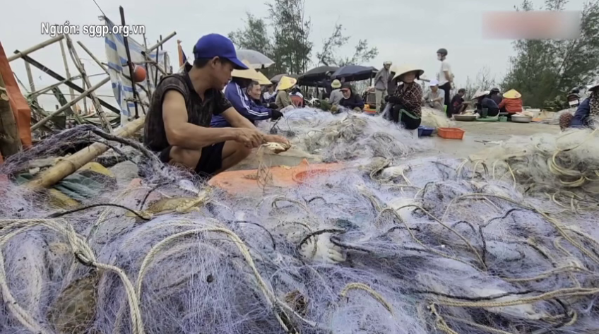 Ra khơi sau bão, ngư dân trúng đậm ghẹ biển