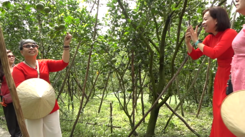 Điểm tham quan vườn quýt hồng đầu tiên mở cửa đón khách dịp Tết 2026