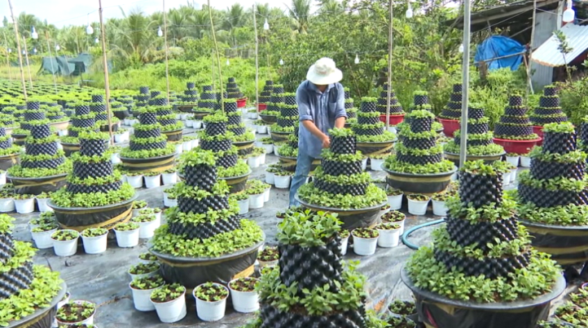 Nông dân làng hoa Mỹ Phong lo lắng cho vụ hoa Tết do mưa kéo dài