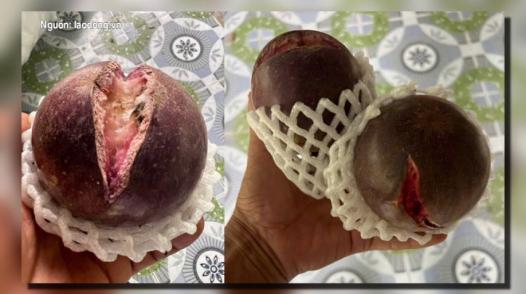 Vú sữa đầu mùa giá cao nhưng năng suất giảm