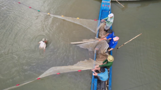 Rộn ràng kéo lưới cá mùa nước nổi