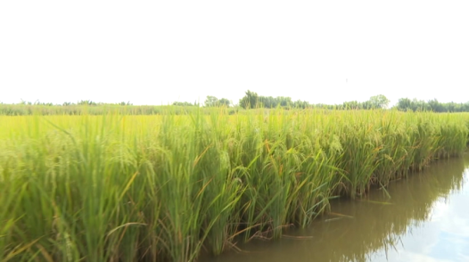 Luân canh lúa - tôm: Chuyển 