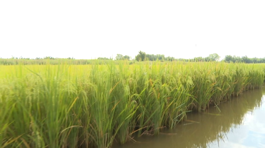 Luân canh lúa - tôm: Chuyển 