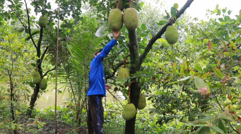 Giá mít giảm mạnh
