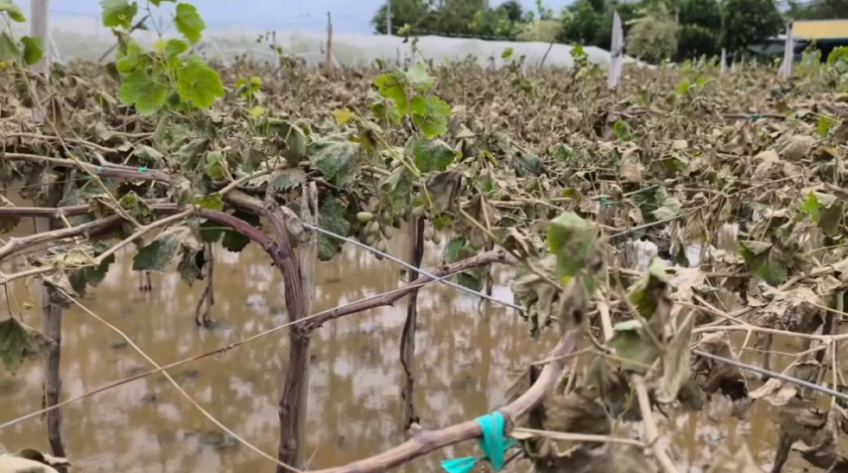 Khánh Hòa: Mưa lũ khiến nhiều vườn nho, táo thiệt hại nặng nề