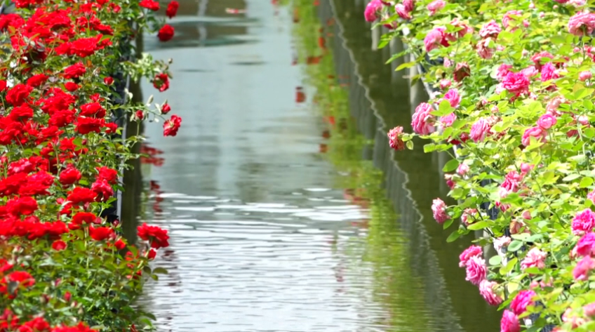 Tham vấn ý kiến chuẩn bị Festival hoa Sa Đéc lần II